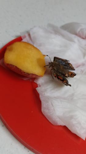 Vanessa cardui