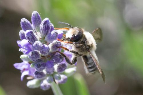 Megachile ericetorum