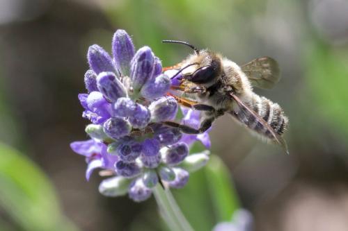 Megachile ericetorum