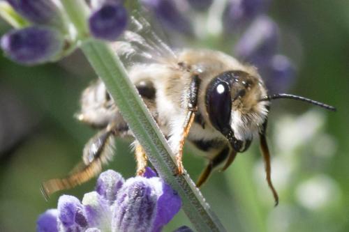 Réf. 304 386 : Megachile ericetorum