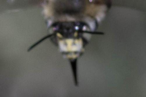 Anthophora quadrimaculata