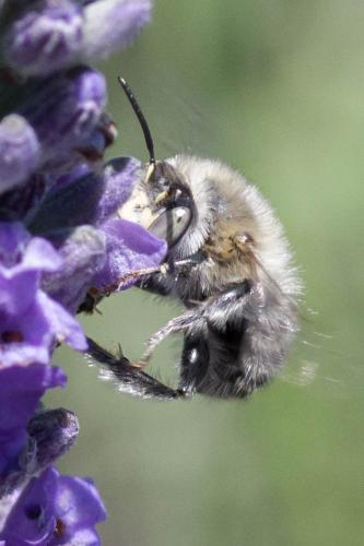 Anthophora quadrimaculata