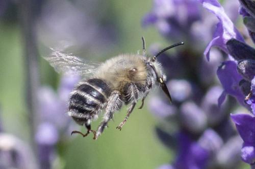 Anthophora quadrimaculata