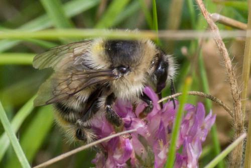Réf. 304 621 : Bombus sylvarum