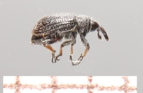 Réf. 304 149 : Gymnetron sp.
