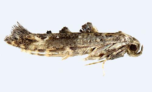 Epermenia chaerophyllella