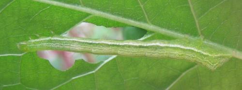 Réf. 304 260 : Chrysodeixis chalcites