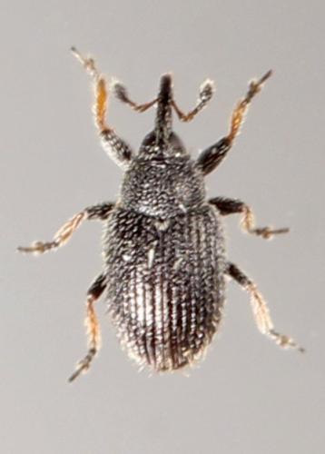 Gymnetron sp.