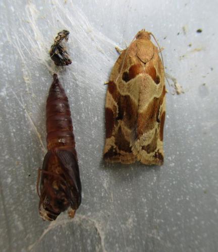 Réf. 304 172 : Archips xylosteana