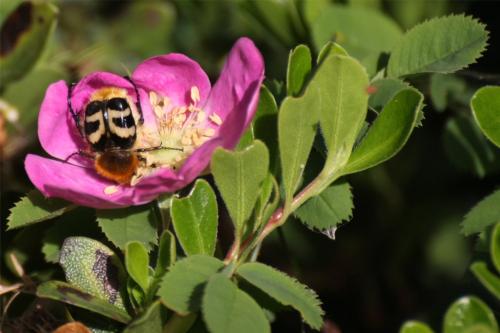 Réf. 304 703 : Trichius sp.
