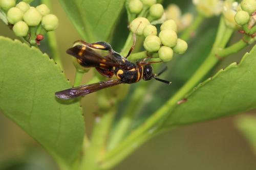 Leucospis sinensis