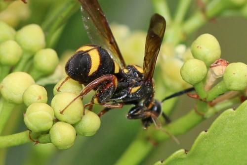 Leucospis sinensis