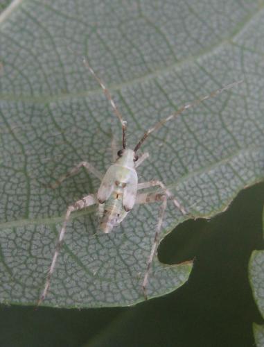 Phytocoris tiliae