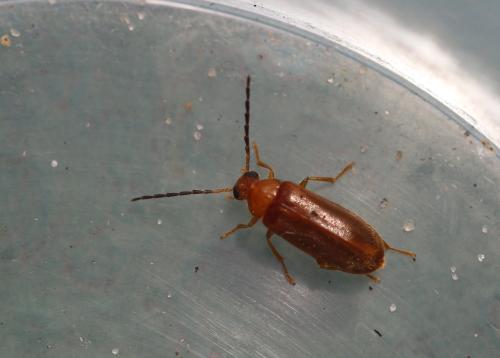 Conopalpus testaceus