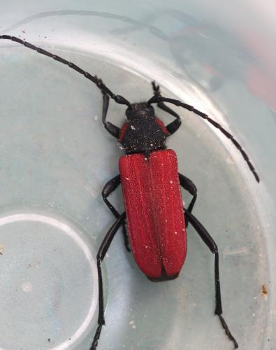 Réf. 304 271 : Purpuricenus kaehleri