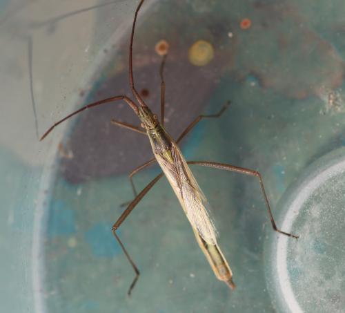 Chorosoma schillingii