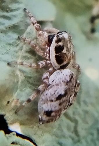 Réf. 304 029 : Salticus zebraneus