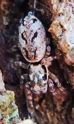 Salticus zebraneus
