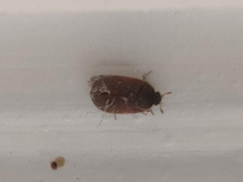 Attagenus smirnovi