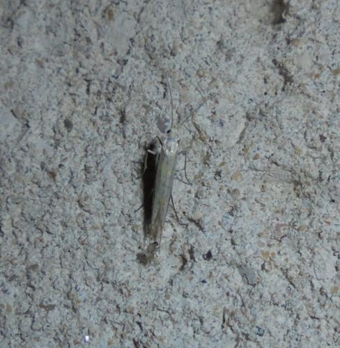 Coleophora sp.