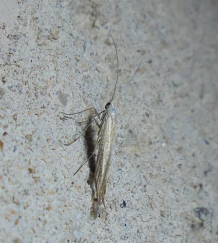 Coleophora sp.