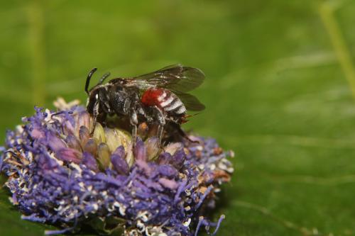 Ammobates punctatus