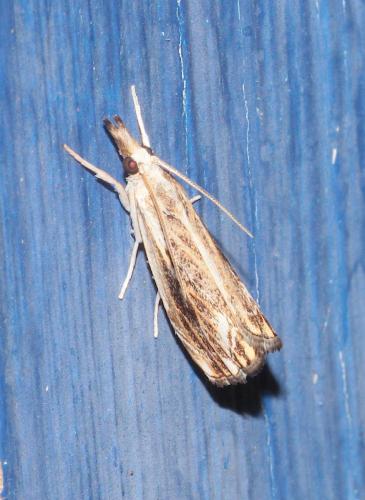 Réf. 304 185 : Catoptria verellus