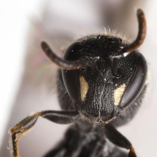 Hylaeus sp.