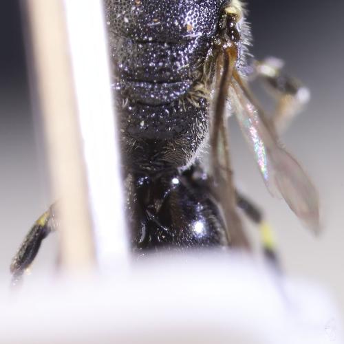 Hylaeus sp.