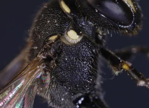 Hylaeus sp.