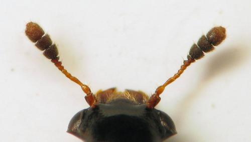 Réf. 304 574 : Cyrtoplastus seriepunctatus