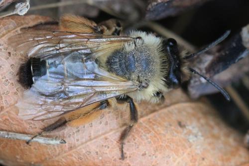 Andrena sp.