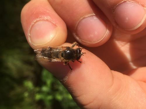 Réf. 304 774 : Brachypalpus laphriformis