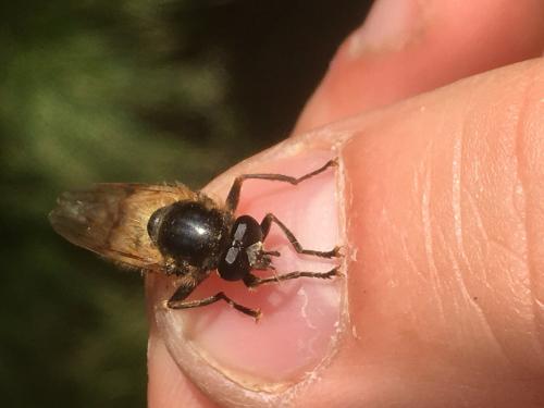 Brachypalpus laphriformis