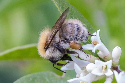 Réf. 304 023 : Bombus pascuorum