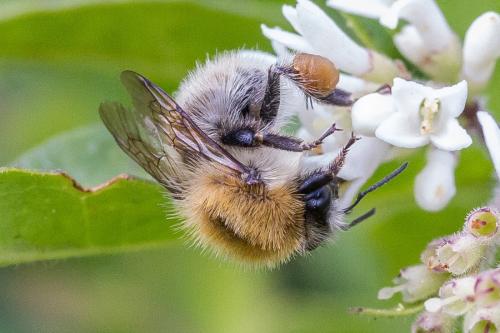 Réf. 304 022 : Bombus pascuorum