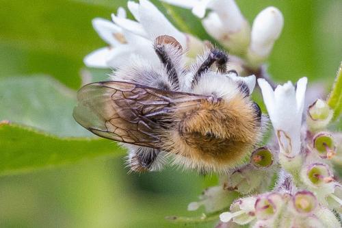 Bombus pascuorum