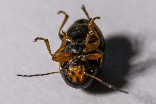 Réf. 304 102 : Cryptocephalus bameuli