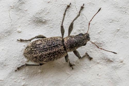 Réf. 304 154 : Polydrusus inustus