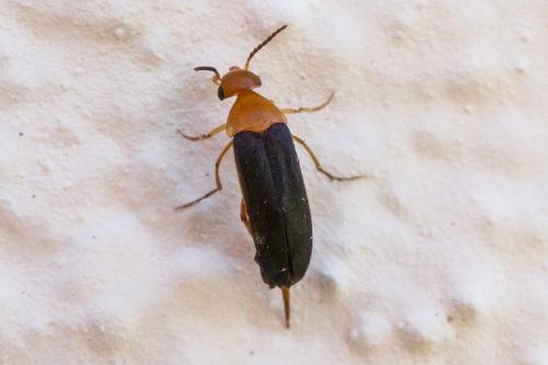 Réf. 304 224 : Mordellochroa milleri
