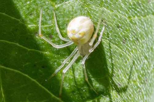Réf. 304 541 : Heterotheridion nigrovariegatum