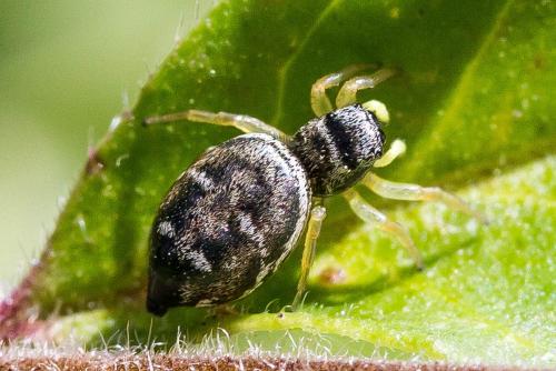 Réf. 304 700 : Heliophanus cupreus