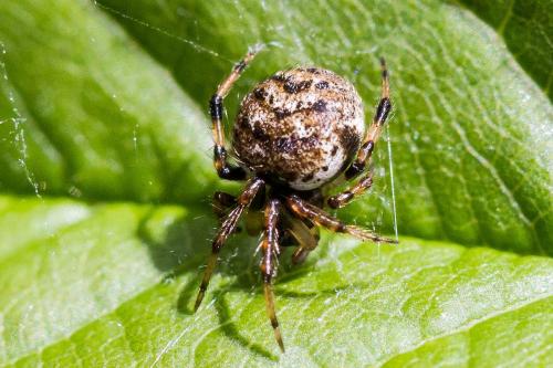 Réf. 304 680 : Dipoena melanogaster