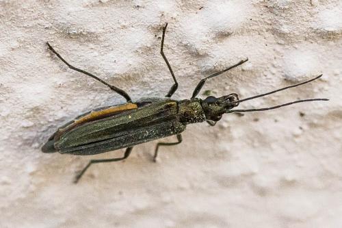 Oedemera sp.