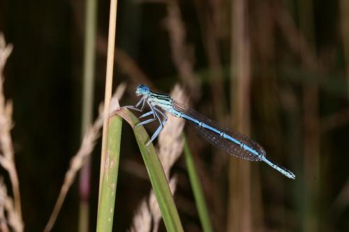 Platycnemis pennipes