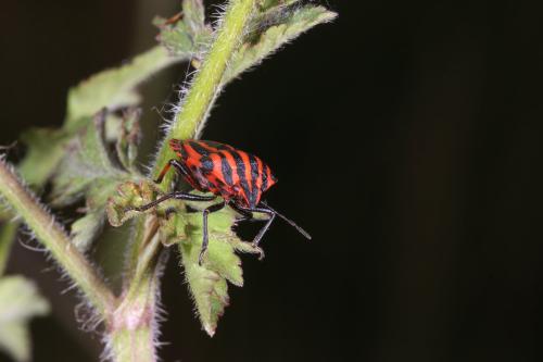 Réf. 304 133 : Graphosoma italicum