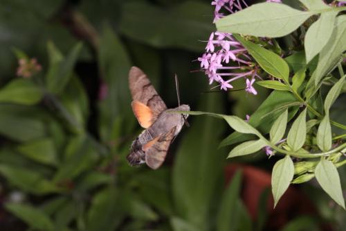 Réf. 304 124 : Macroglossum stellatarum