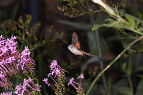 Macroglossum stellatarum