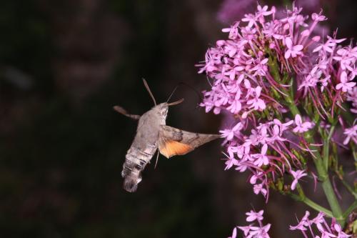 Réf. 304 123 : Macroglossum stellatarum