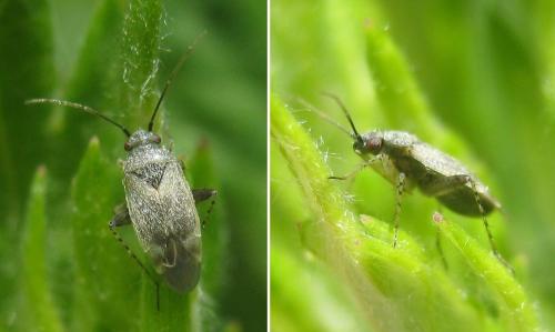 Europiella artemisiae